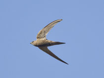 Fahlsegler (Apus pallidus), Brig VS