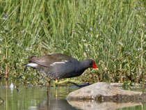 Teichhuhn (Gallinula chloropus), Klingnauer Stausee