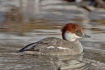 Zwergsäger M juv. (Mergellus albellus), Rälliker Ried / Greifensee