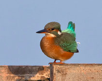 Auch ein Eisvogel darf mal müssen...