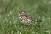 Wiesenpieper (Anthus pratensis), Mull GB
