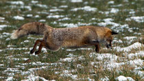 Rotfuchs (Vulpes vulpes), Witzwil BE