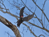 Schwarzspecht (Dryocopus martius), Umiker Schachen