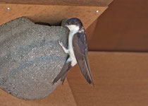 Mehlschwalbe (Delichon urbicum), inspiziert ein Kunstnest, Villnachern
