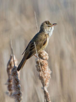 Drosselrohrsänger (Acrocephalus arundinaceus), Bialystok, Polen