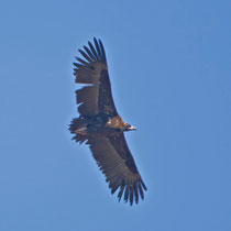 Mönchsgeier (Aegypius monachus), Castro Verde, Portugal