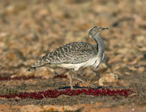 Saharakragentrappe (Chlamydotis undulata), Fuerteventura, Spanien