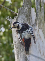 Weissrückenspecht (Dendrocopus leucotos) W, Bialowieza, Polen