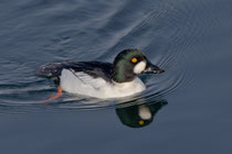 Schellente (Bucephala clangula) M, Klingnauer Stausee