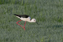Stelzenläufer (Himantopus himantopus), El Rocio, Spanien
