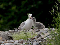 Mittelmeermöwe (Larus michahellis) mit Jungvogel, Windisch AG
