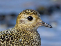 Goldregenpfeifer (Pluvialis apricaria), Helgoland D