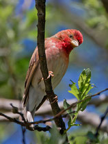 Karmingimpel (Carpodacus erythrinus) M, Hospenthal UR