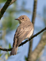 Grauschnäpper (Muscicapa striata), Flachsee