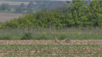 Feldhase (Lepus europaeus), Neunkirch/Klettgau SH