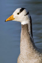 Streifengans (Anser indicus), Klingnauer Stausee