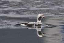 Eisente (Clangula hyemalis), M PK, Klingnauer Stausee