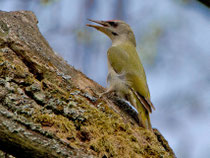 Grauspecht (Picus canus), Bialowieza, Polen