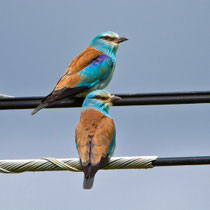 Blauracke (Coracias Garrulus), Nähe Trujillo, Extremadura E