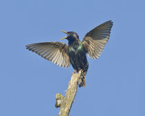 Star (Sturnus vulgaris), Klingnauer Stausee