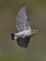 Isabell-Steinschmätzer (Oenanthe isabellina), Lesbos, Griechenland