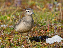 Mornellregenpfeifer (Charadrius adriaticus) Cassonsgrat bei Flims GR