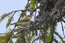 Grünlaubsänger (Phylolloscopus trochiloides), Gruyere FR