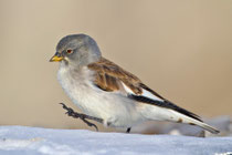 Schneesperling (Montifringilla nivalis), Schlichtkleid, Gemmi VS