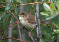 Sumpfrohrsänger (Acrocephalus palustris) juv., Geschinen VS