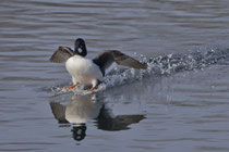 Schellente (Bucephala clangula) M, Klingnauer Stausee