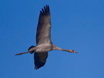 Kranich (Grus grus) Jungvogel, Günzer Wiesen, Mecklenburg-Vorpommern