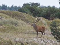 Rothirsch (Cervus elaphus), Darrs, Mecklenburg-Vorpommern