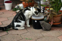 Igel mit unserer Katze Pfüdi, Villnachern