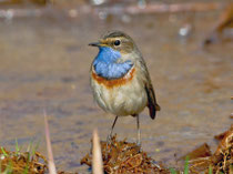 Blaukehlchen (Luscinia svezica), Rottenschwil 