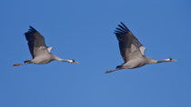 Kranich (Grus grus), Günzer Wiesen, Mecklenburg-Vorpommern