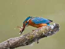 Eisvogel (Alcedo atthis), La Sauge / Cudrefin