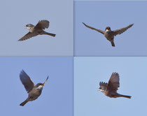 Brillengrasmücke, Männchen beim Singflug, Fuerteventura, Spanien