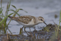 Zwergstrandläufer (Calidris minuta), Yverdon