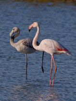 Rosaflamingo (Phoenicopterus ruber), Es Calobrar, Mallorca