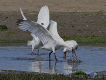 Löffler (Platalea leucorodia), Ria Formosa, Portugal