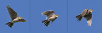 Feldlerche (Alauda arvensis),  Birrfeld (Collage)