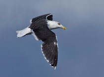 Mantelmöwe (Larus marinus), Prerow, Mecklenburg-Vorpommern
