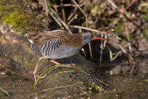 Wasserralle (Rallus aquaticus), Auenstein