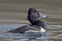 Ringschnabelente (Aythya collaris), Dietikon