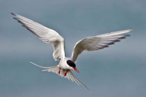 Küstenseeschwalbe (Sterna pardisea), Ekkeroy/Varanger, Norwegen