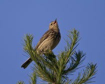 Baumpieper (Anthus trivialis), Bedretto TI