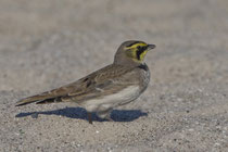 Ohrenlerche (Eremophila alpestris), Helgoland