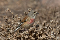 Bluthänfling (Carduelis cannabina) M, Fuerteventura