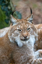 Luchs (Lynx), Tierpark Lange Erlen, Basel