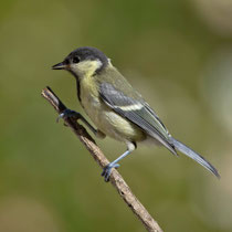 Kohlmeise (Parus major) juv., Villnachern